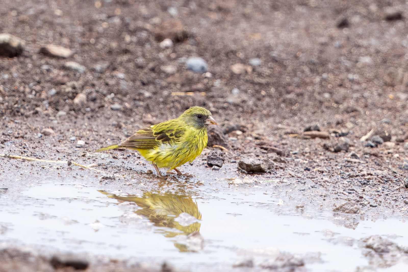 image Southern Citril